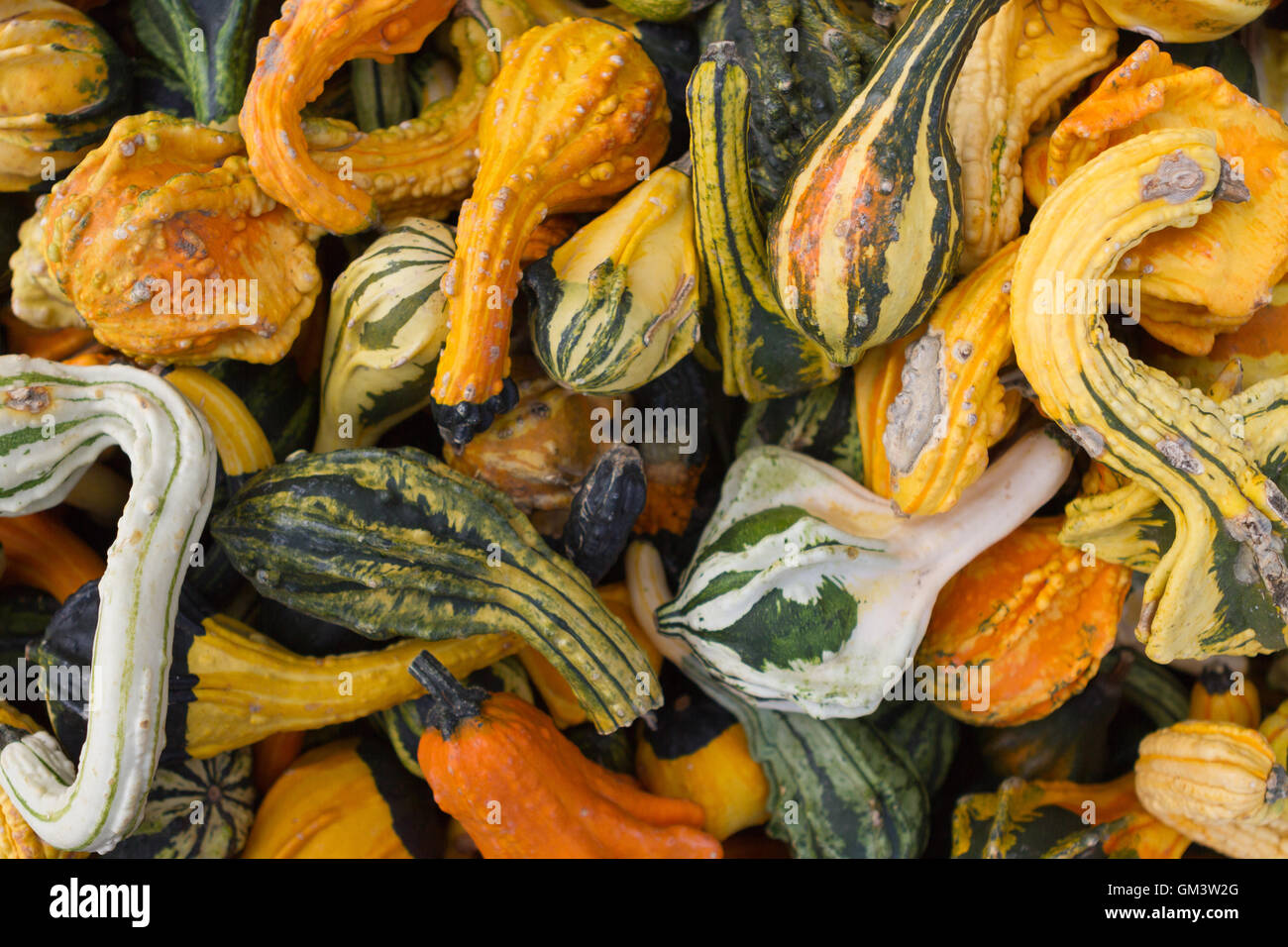 Mélange de calebasses colorées dans une variété de formes et de textures Banque D'Images