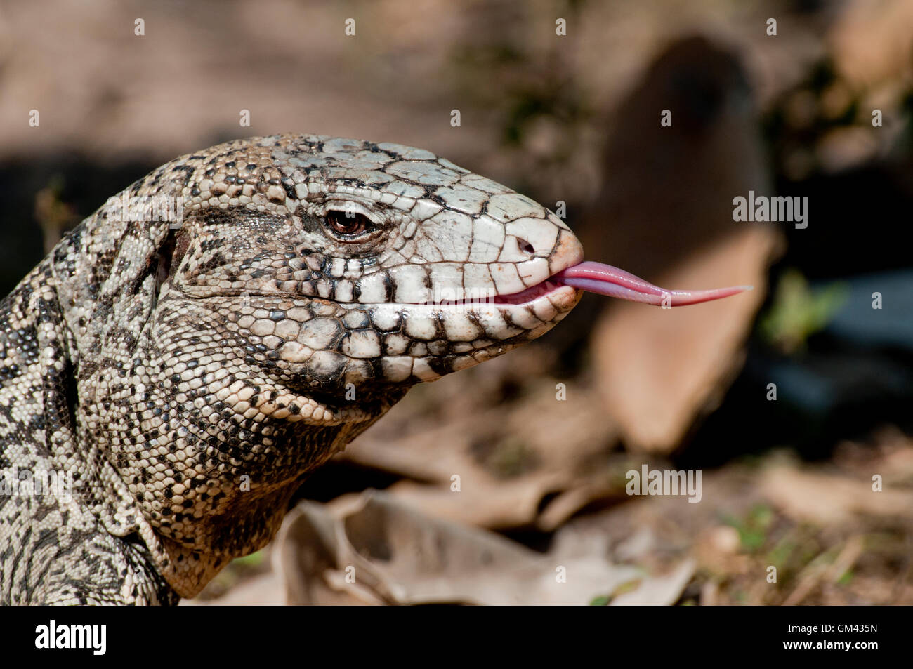 Noir argentin et blanc tégu lizard (Salvator merianae) effleurant sa langue maternelle dans le Pantanal, Brésil, Amérique du Sud Banque D'Images