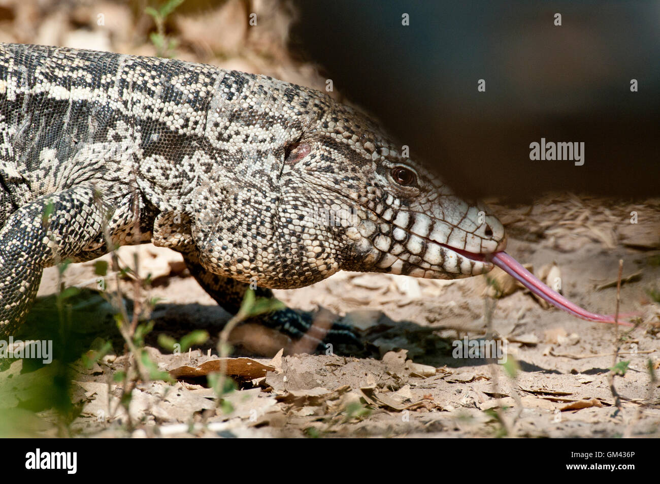 Noir argentin et blanc tégu lizard (Salvator merianae) effleurant sa langue maternelle dans le Pantanal, Brésil, Amérique du Sud Banque D'Images