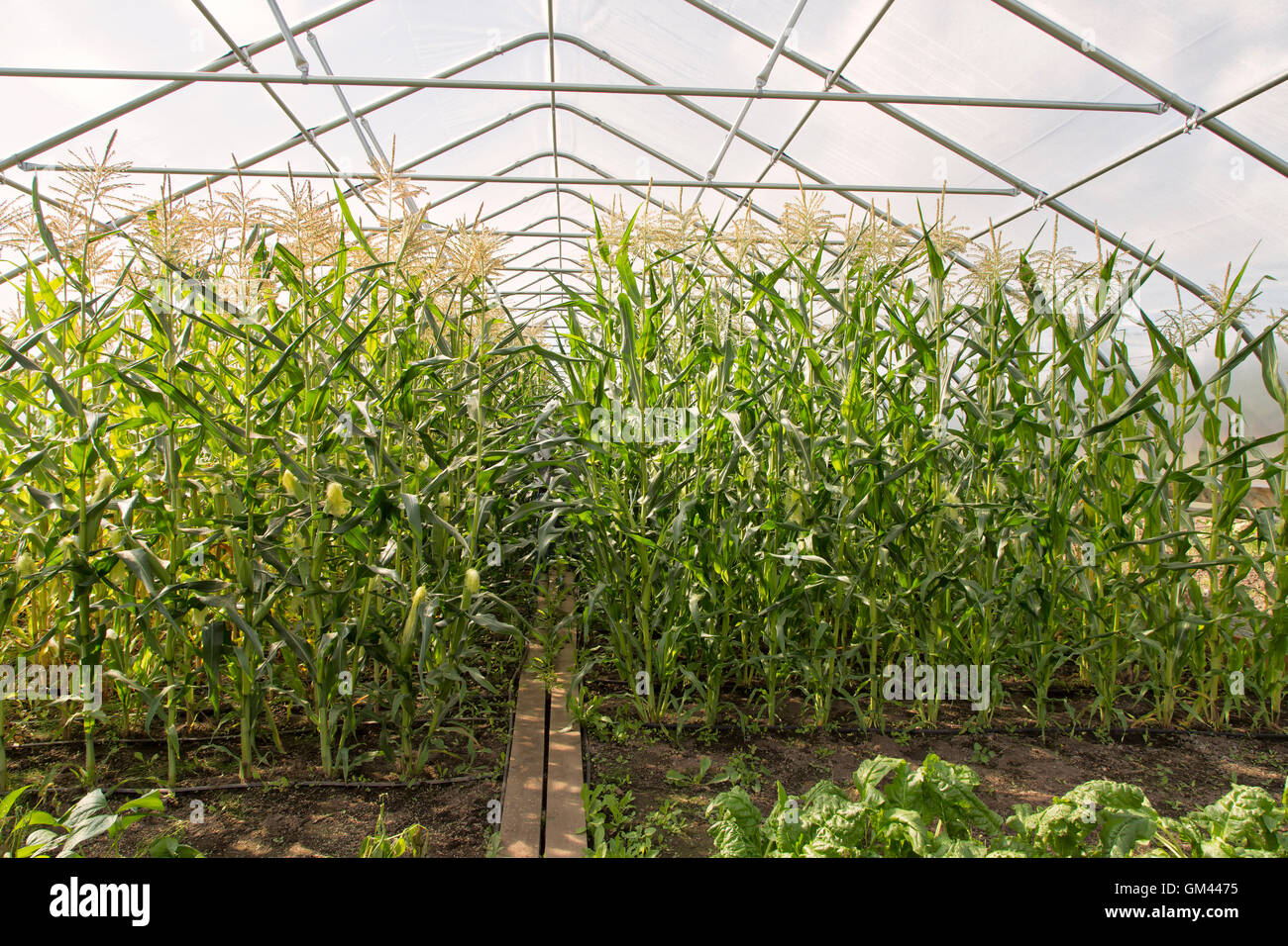 VegetableTunnel «la culture du maïs, Zea mays' l'agriculture familiale. Banque D'Images