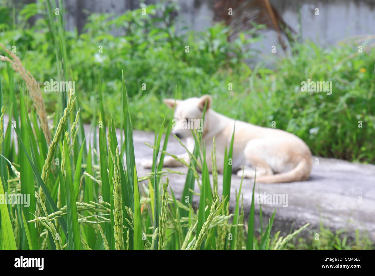 Champ de riz et le chien en arrière-plan à Bali Indonésie Banque D'Images