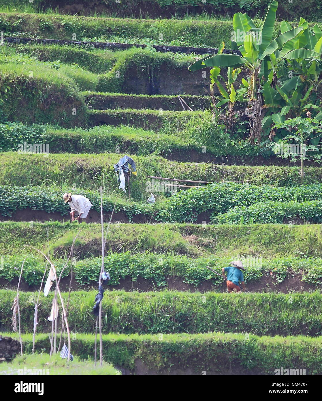 Scène de pays avec les paysans travaillant dans les rizières à Ubud Bali Indonésie Banque D'Images