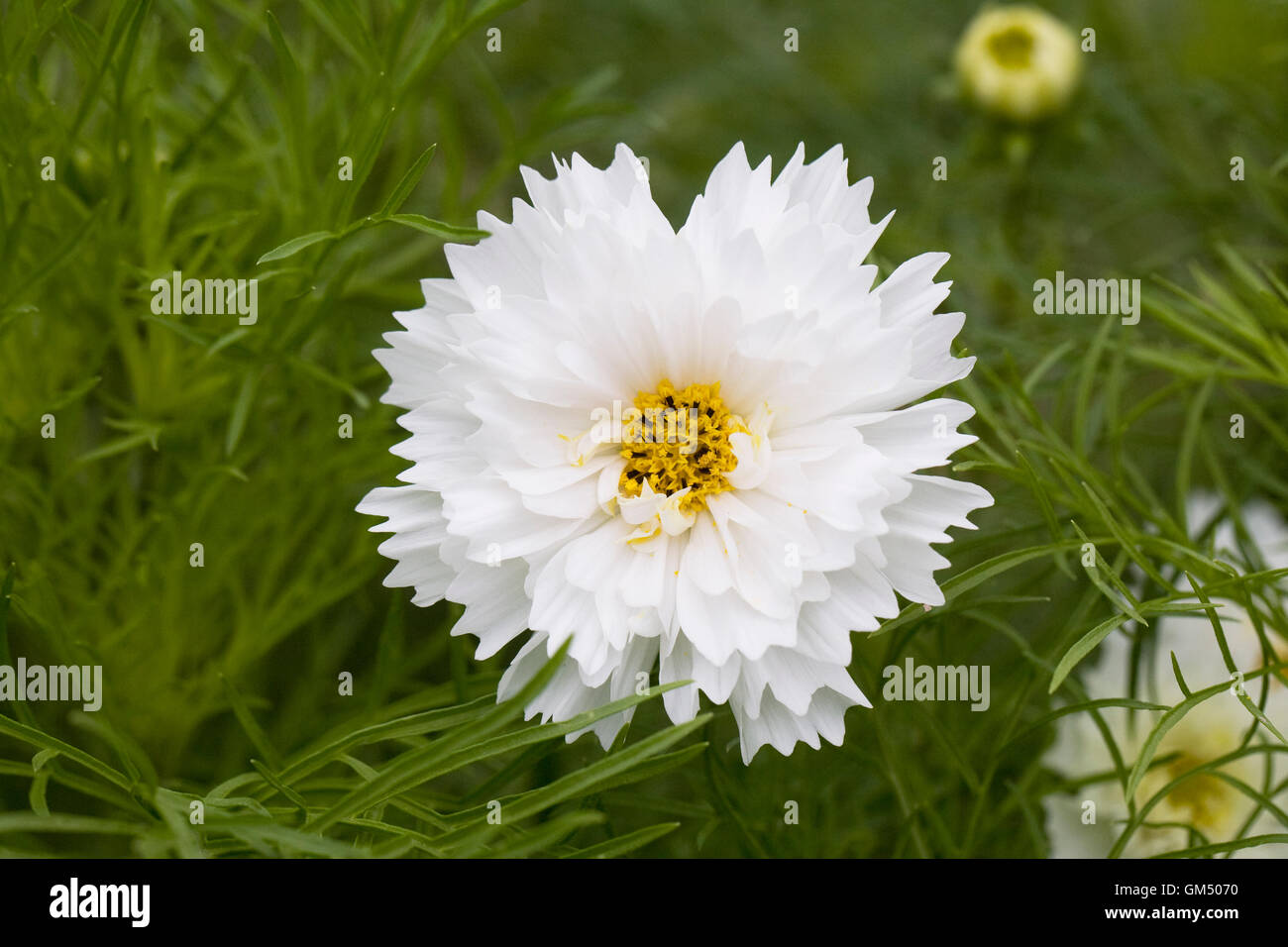 Cosmos bipinnatus Double-cliquez sur la neige. Banque D'Images