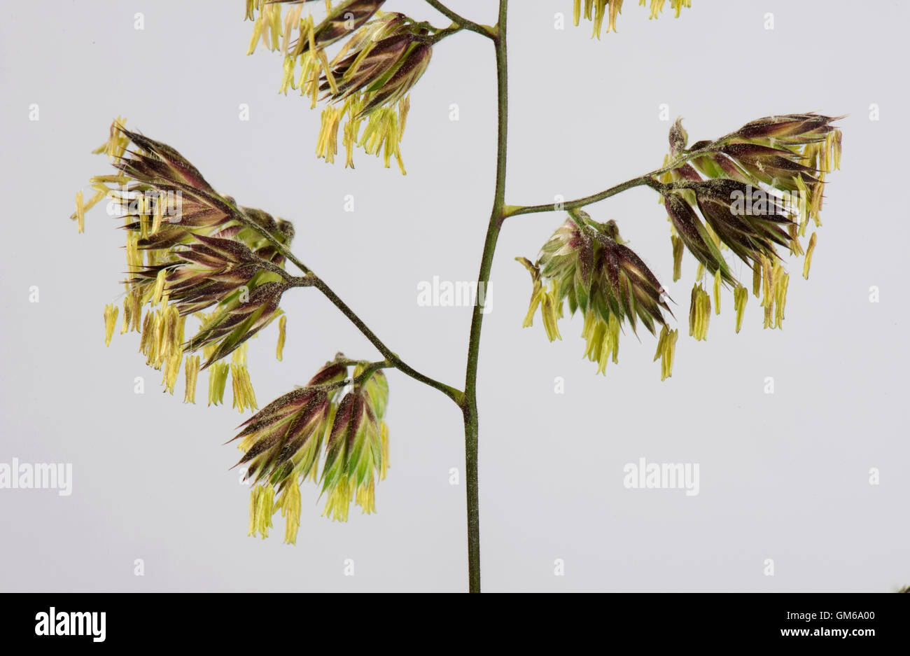 Dactylis glomerata dactyle, la floraison, le pollen des anthères spike avec roulement pleinement développé, juin Banque D'Images