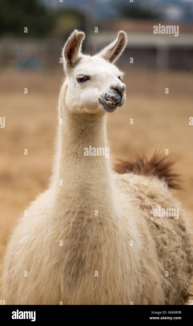 La llama vue avant Banque D'Images