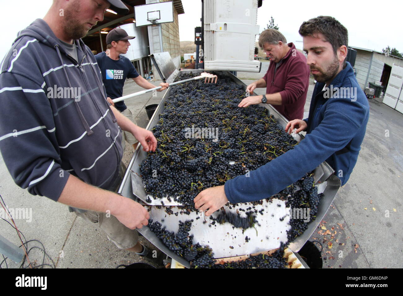 La Vinification Les travailleurs d'une table de tri dans la cave de l'Escarpment VIneyard, Martinborough, Nouvelle-Zélande Banque D'Images