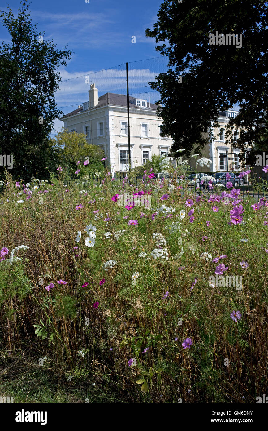 Pré de fleurs sauvages urbains colorés sur le bord de Pittville Park Golf Course Cheltenham UK Banque D'Images