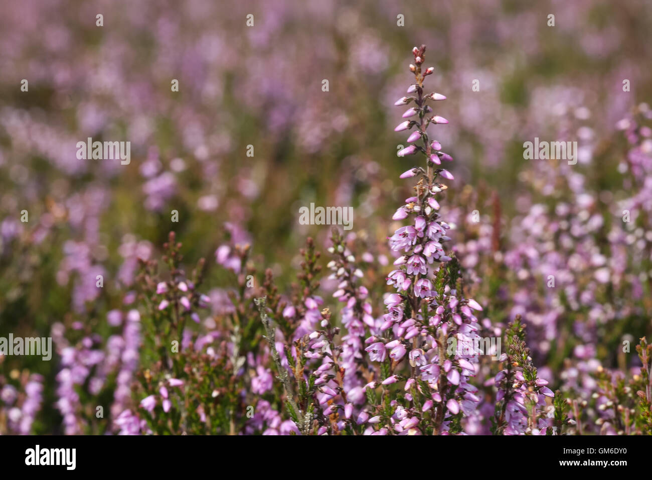 La belle et colorée purple heather est frappé par la lumière du soleil sur une lande à eldwick en bingley, West Yorkshire. Banque D'Images