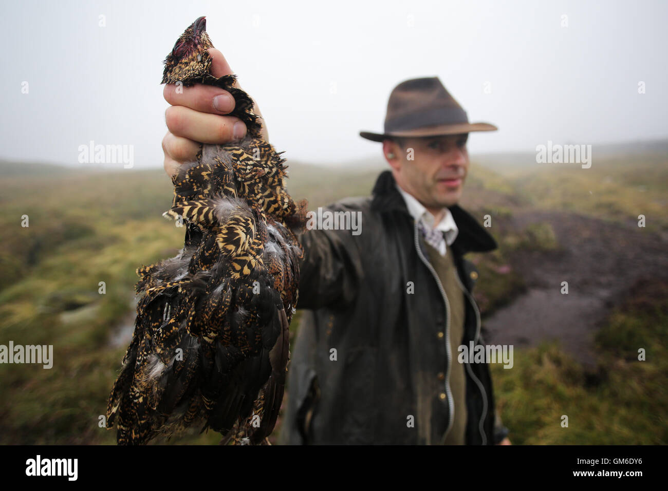 Un homme nous tend un tétras du Canada pendant un tournage en haute sur le Yorkshire Moors, swinithwaite dans Yorkshire du nord. Banque D'Images