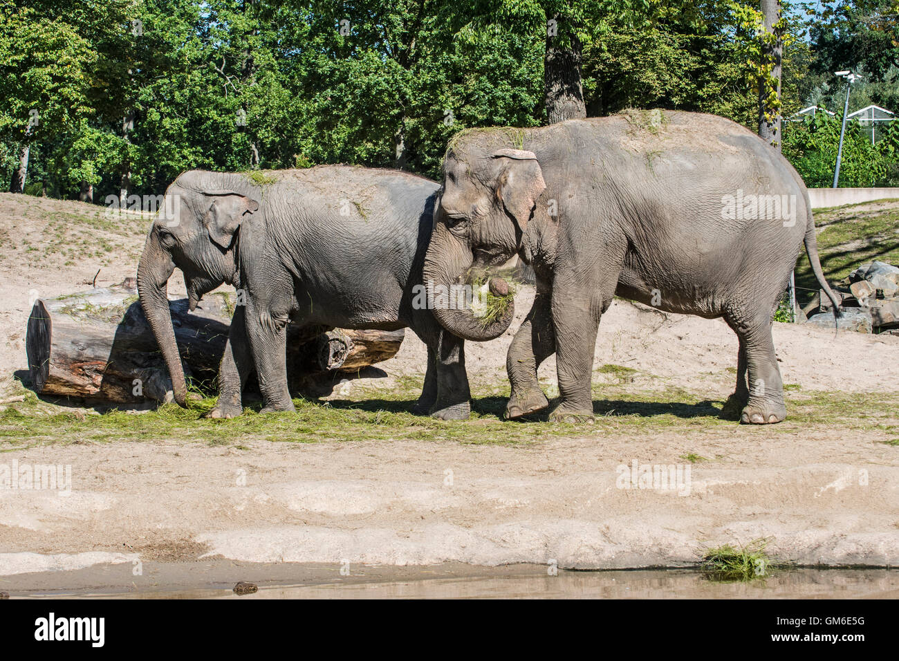Deux éléphants d'Asie / l'éléphant d'Asie (Elephas maximus) mange de l'herbe pendant temps d'alimentation dans le zoo de Planckendael, Belgique Banque D'Images