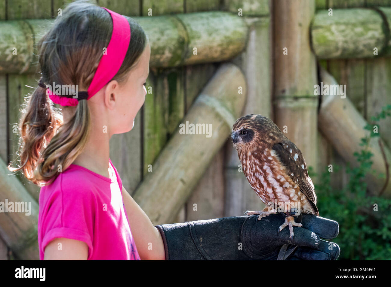 Little girl holding owl en main couverte de Falconer's glove Banque D'Images
