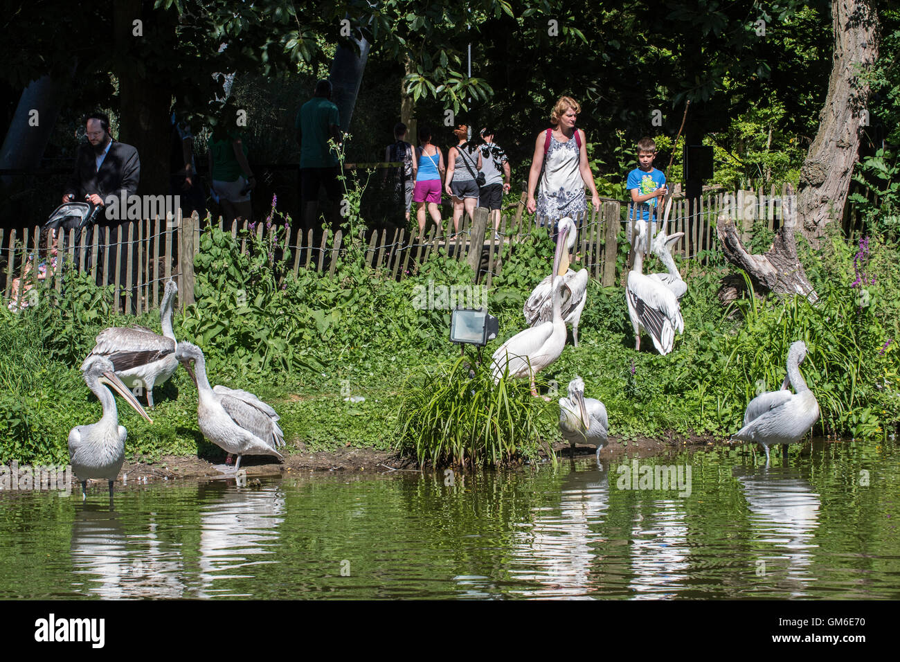Les visiteurs qui cherchent à le long de pélicans étang dans le zoo de Planckendael, Belgique Banque D'Images