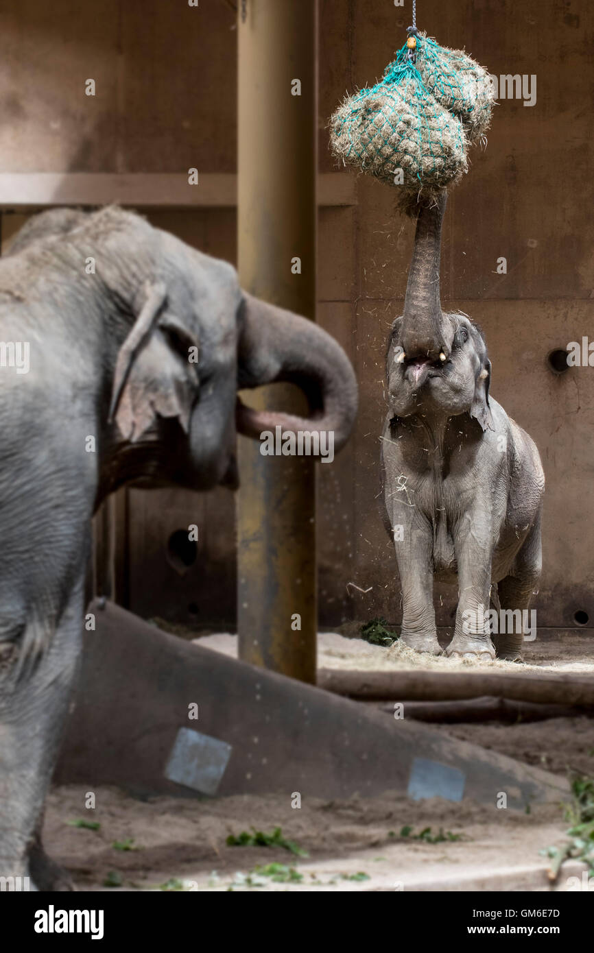/ L'éléphant d'Asie éléphant d'Asie (Elephas maximus) eating hay dans une enceinte dans le zoo de Planckendael, Belgique Banque D'Images