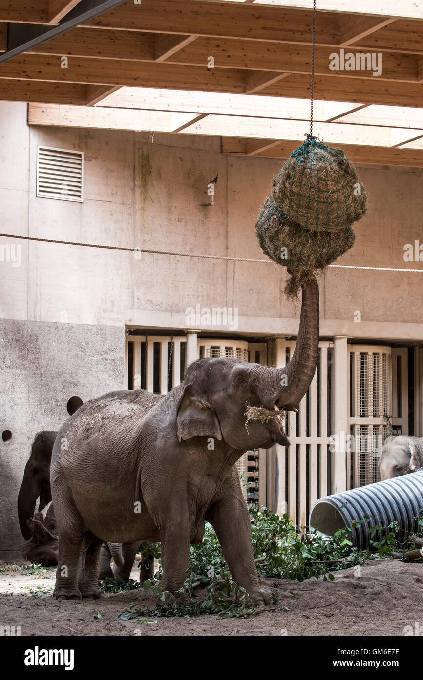 / L'éléphant d'Asie éléphant d'Asie (Elephas maximus) eating hay dans une enceinte dans le zoo de Planckendael, Belgique Banque D'Images