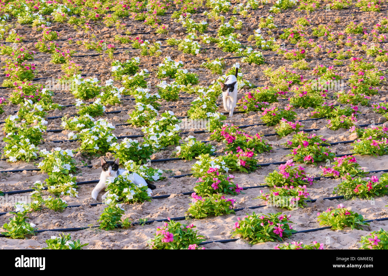 Les chats sauvages dans les parterres de l'Union Square, DUBAÏ, ÉMIRATS ARABES UNIS Banque D'Images