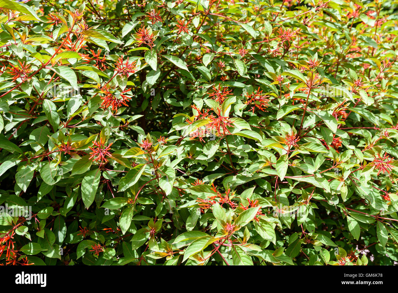 Firebush ou Hummingbird (Bush Hamelia Patens) Flower Banque D'Images