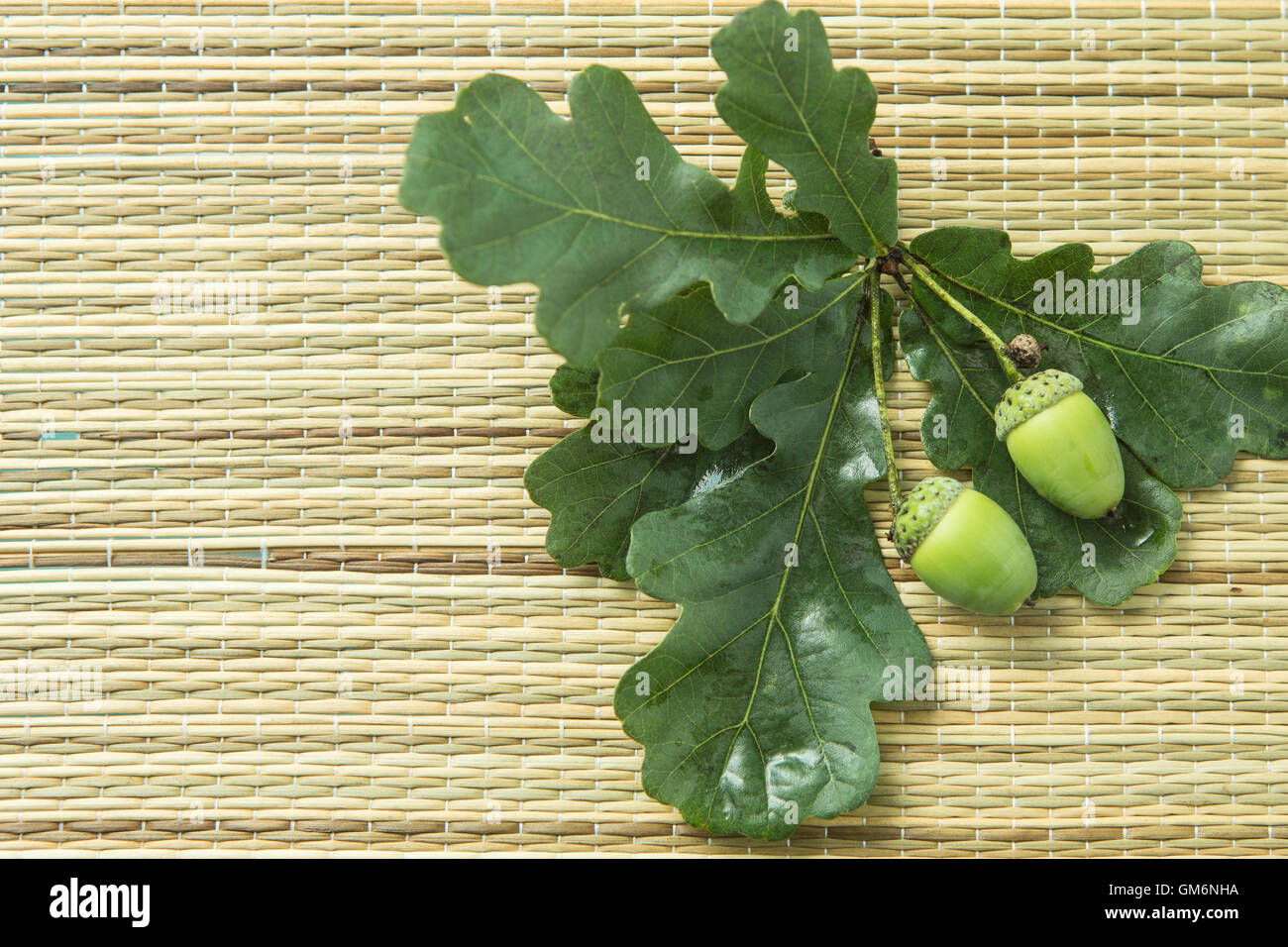 Acorn chêne avec des feuilles vertes Banque D'Images