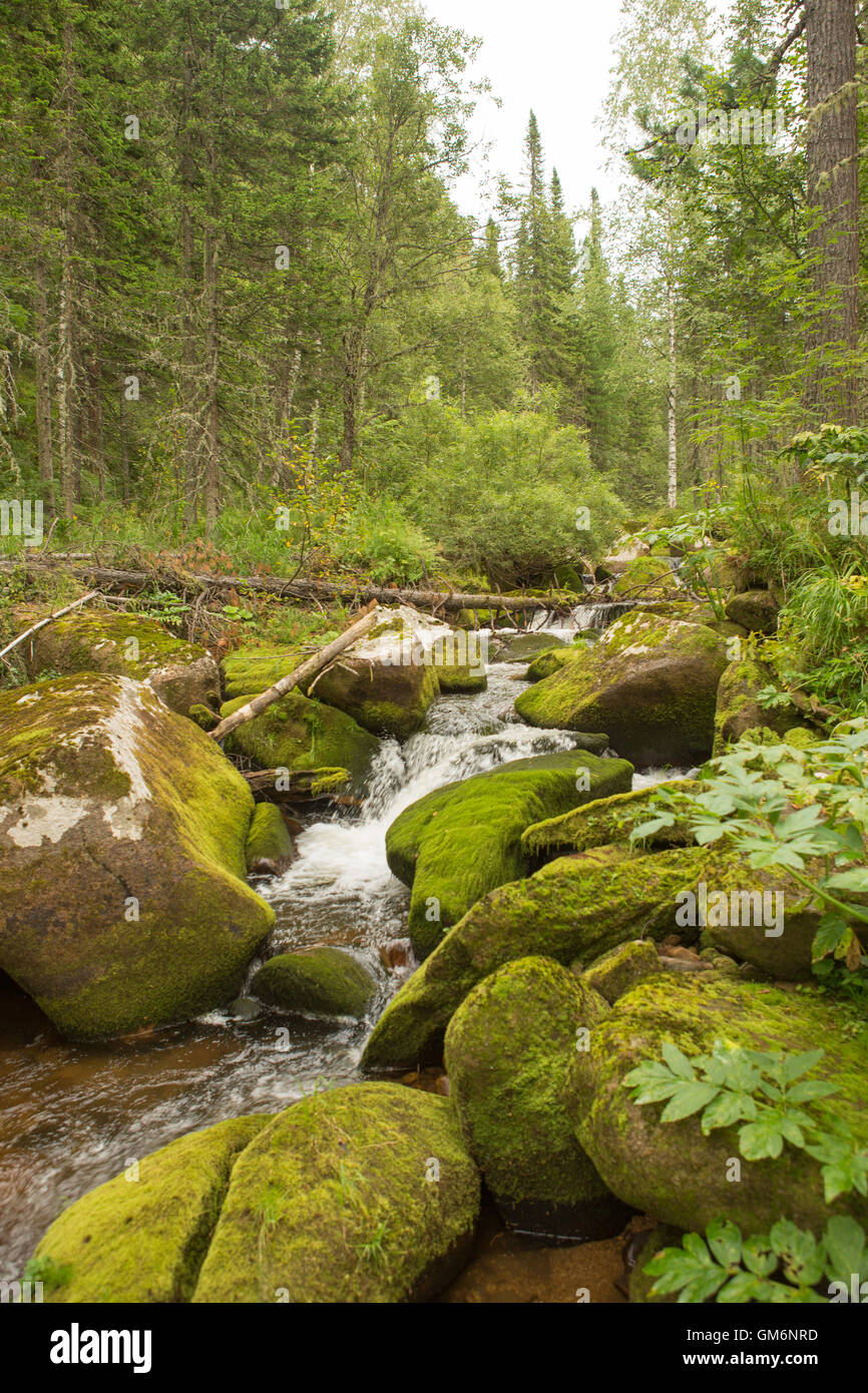 L'eau qui coule sur les pierres couvertes de mousse. Un ruisseau de montagne Banque D'Images