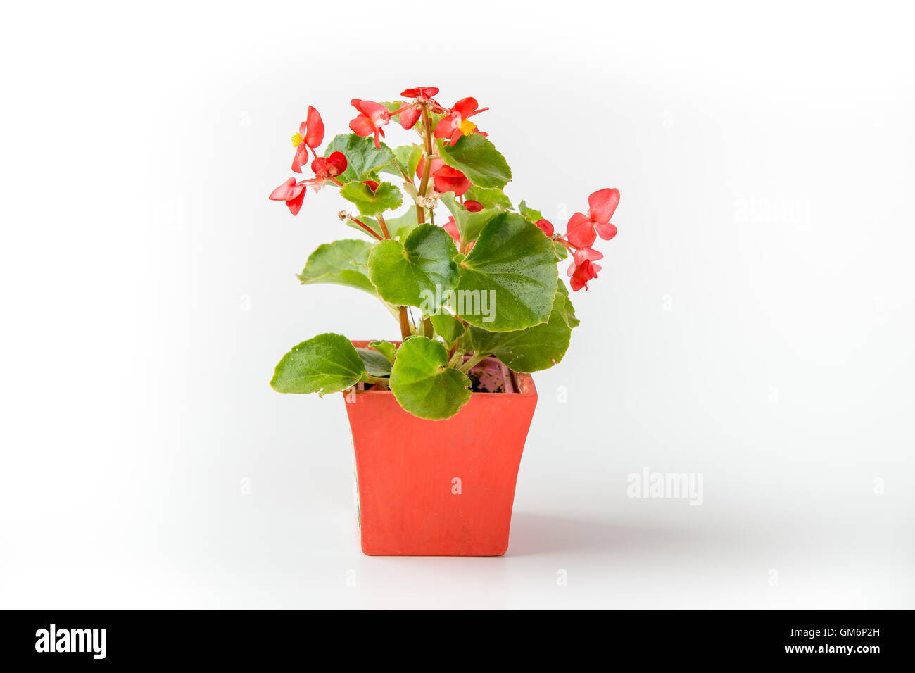 Bégonia rouge en fleurs dans un pot isolé sur fond blanc Banque D'Images