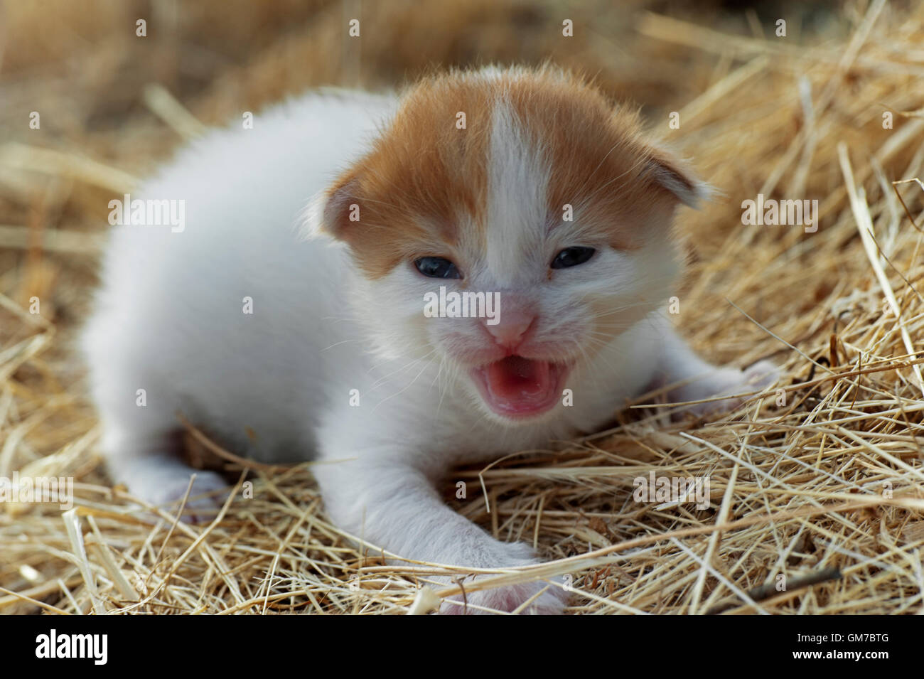 Deux semaines chaton de pleurer dans le foin Banque D'Images