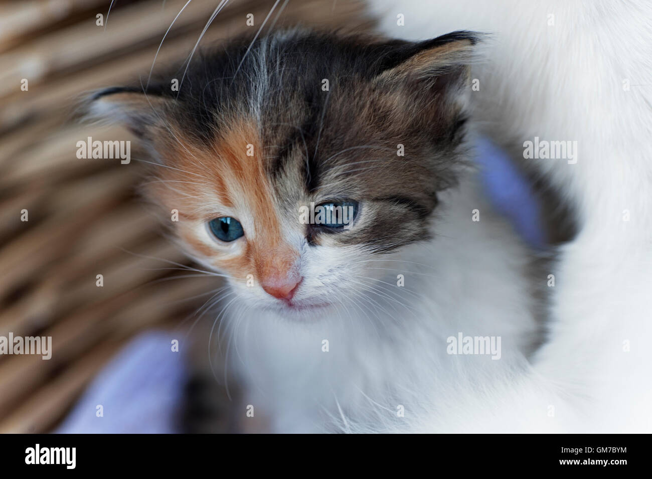 Chaton de quatre semaines à côté de sa mère dans un panier Banque D'Images
