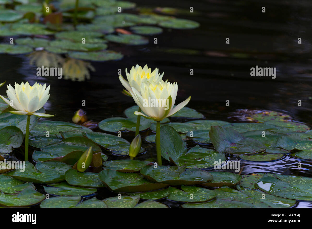 Nénuphar jaune dans Central Park, New York Banque D'Images