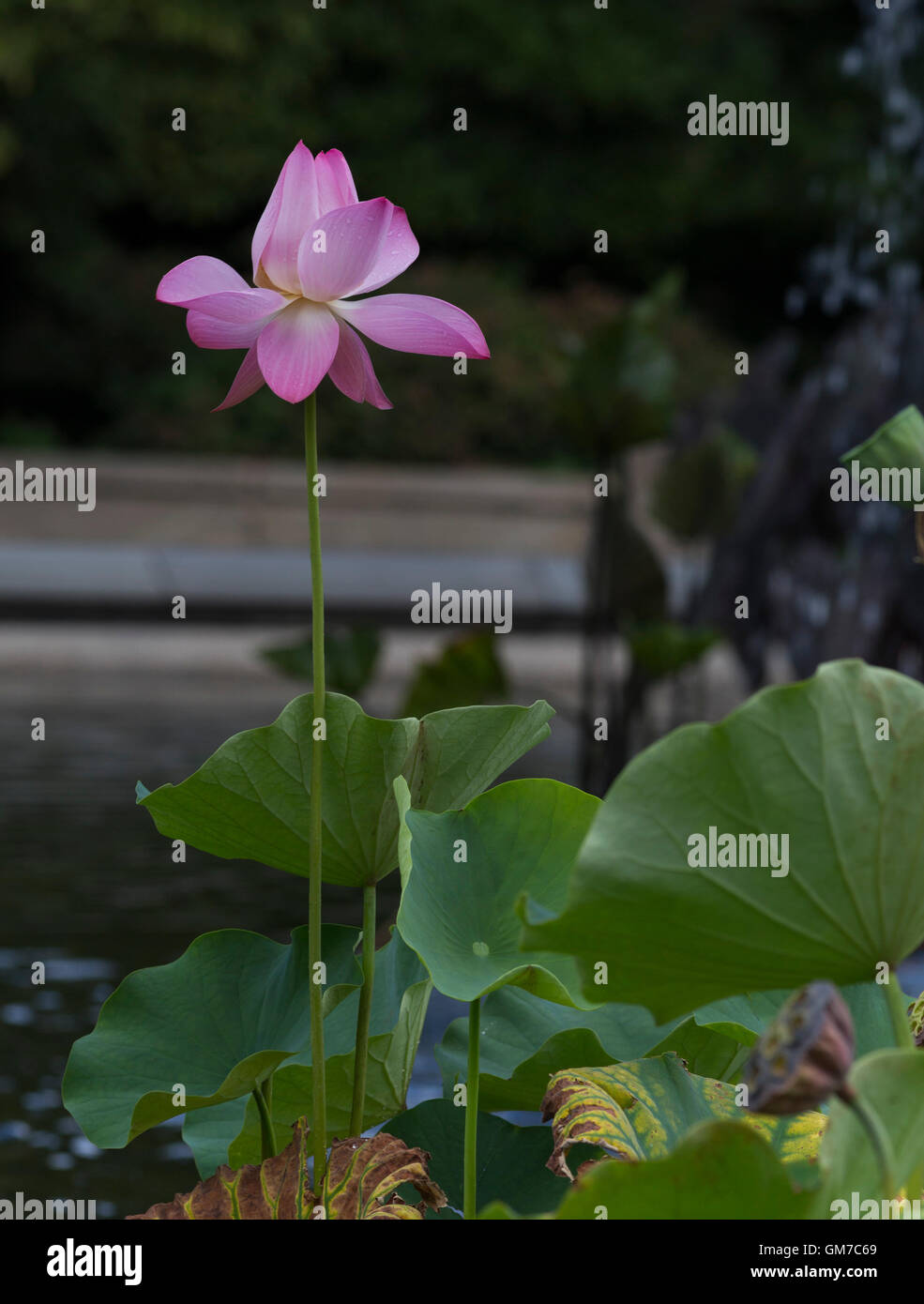 Lotus Nénuphar dans Central Park, New York Banque D'Images