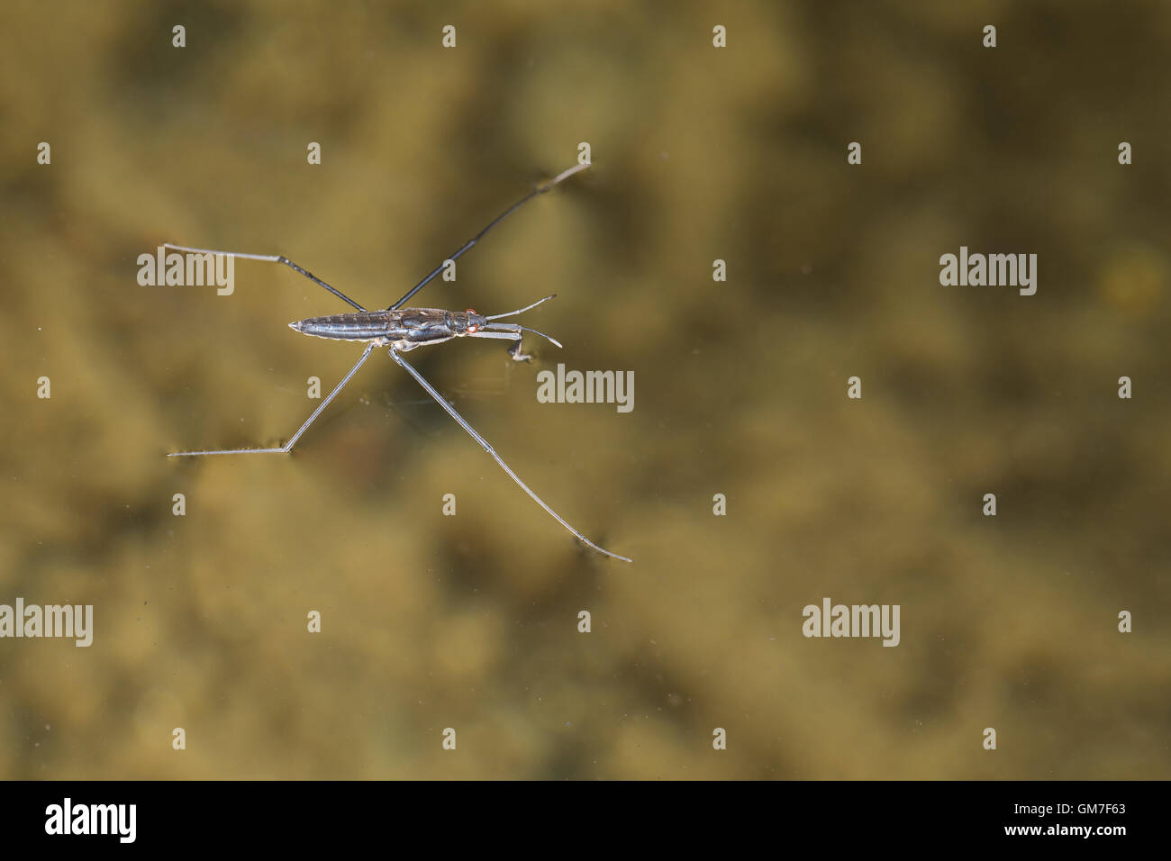 Wasser-Läufer Wasserläufer, Gerris, spec., étang, patineur Water Strider, étang skipper, Teichläufer, Gerridae, patineurs, de l'eau étang Banque D'Images