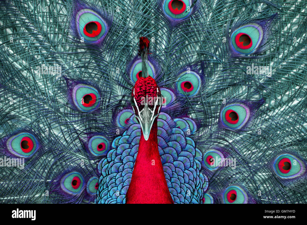 Résumé avec queue de paon se propager. Banque D'Images