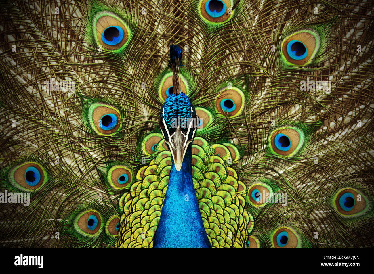 Résumé avec queue de paon se propager. Banque D'Images