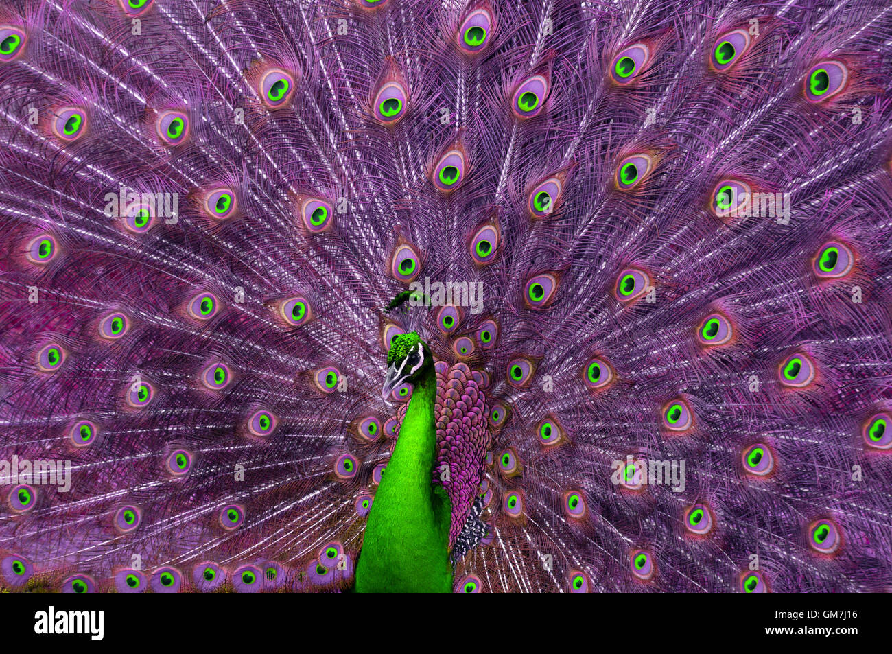 Résumé avec queue de paon se propager. Banque D'Images