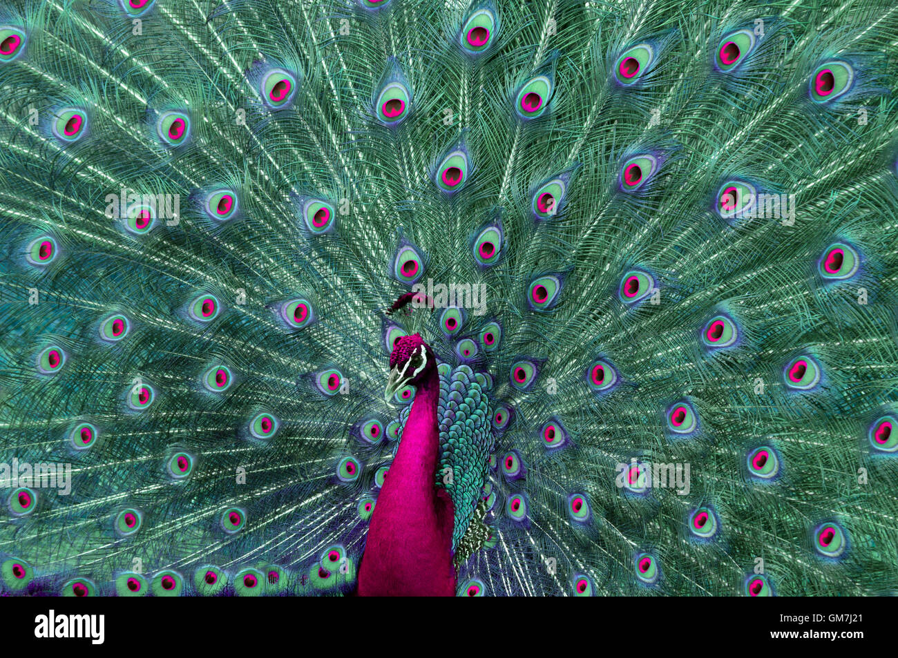 Résumé avec queue de paon se propager. Banque D'Images