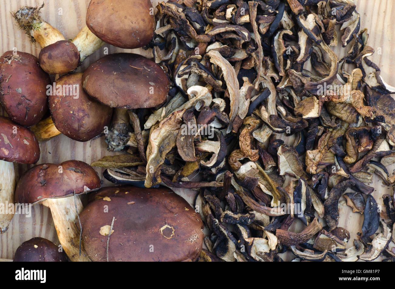 Champignons comestibles non cultivés fruits frais et secs Banque D'Images