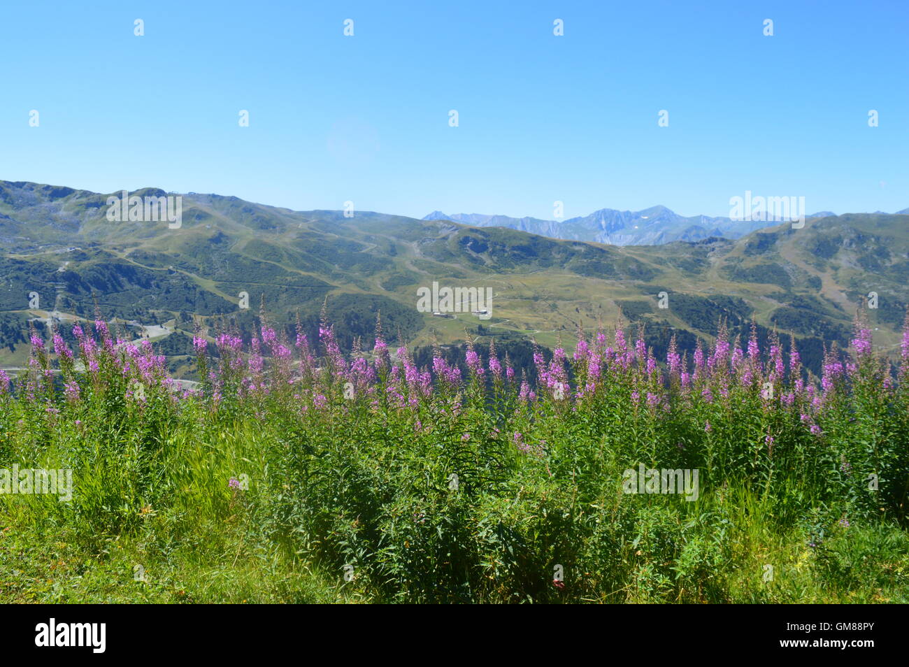 Fleurs de montagne dans les Alpes françaises près de Meribel avec montagnes en arrière-plan dans l'été Banque D'Images