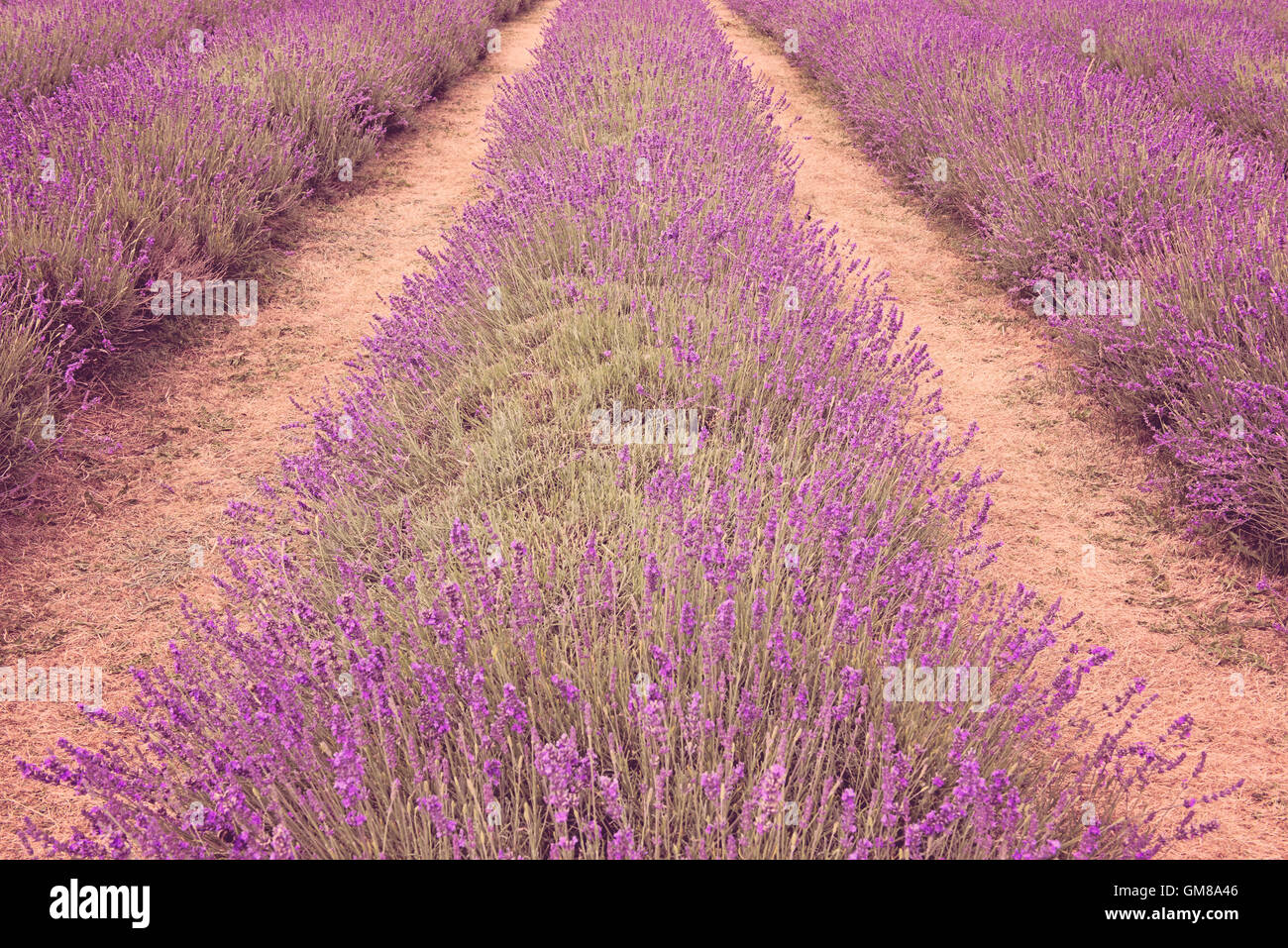 Les champs de lavande Mayfield ligne pourpre rangées la symétrie dans la nature à Surrey, Angleterre Banque D'Images