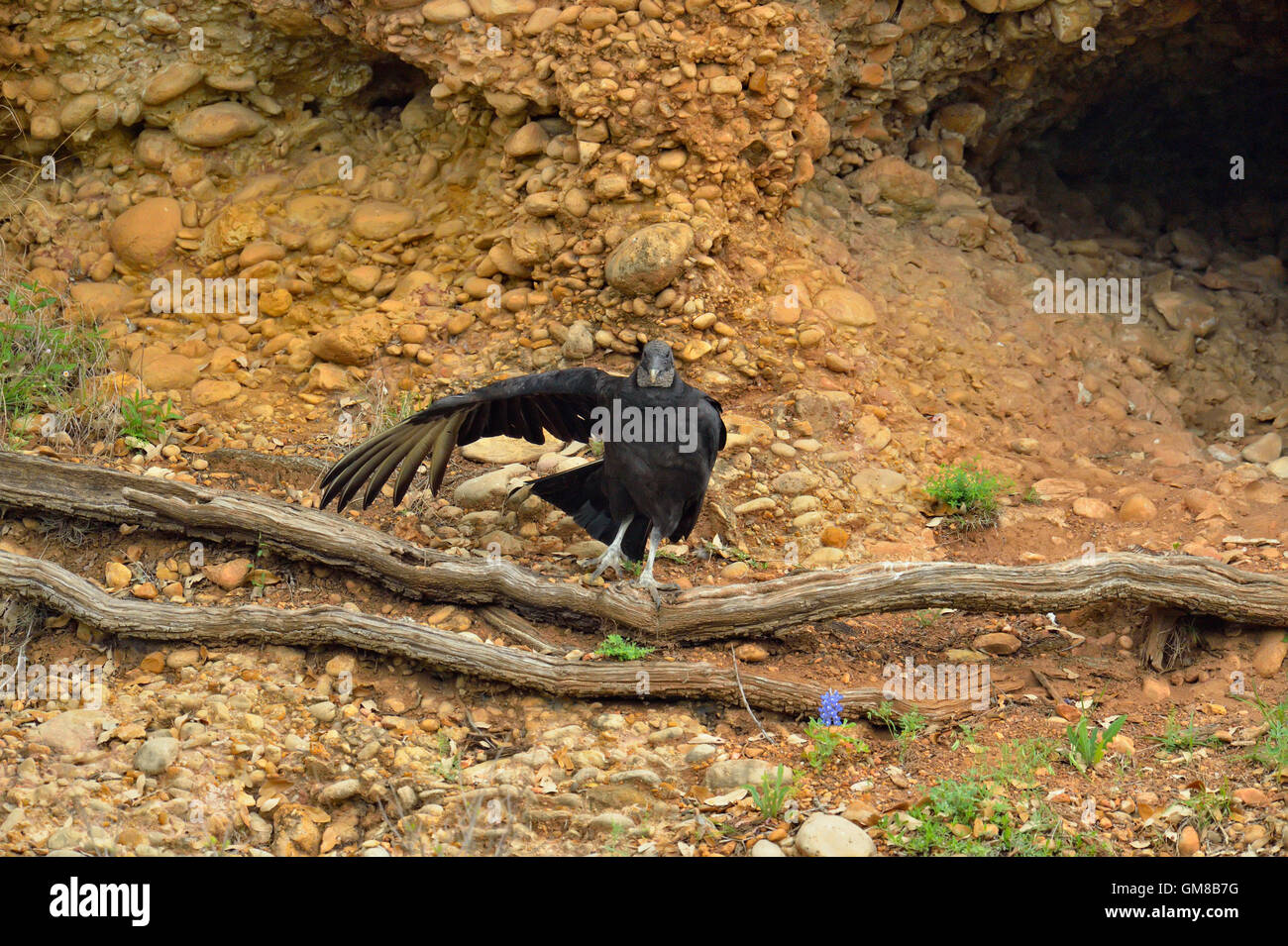 Urubu noir (Coragyps atratus) se tient en dehors de la cavité, Turquie près de den LCRA Bend, Texas, États-Unis Banque D'Images