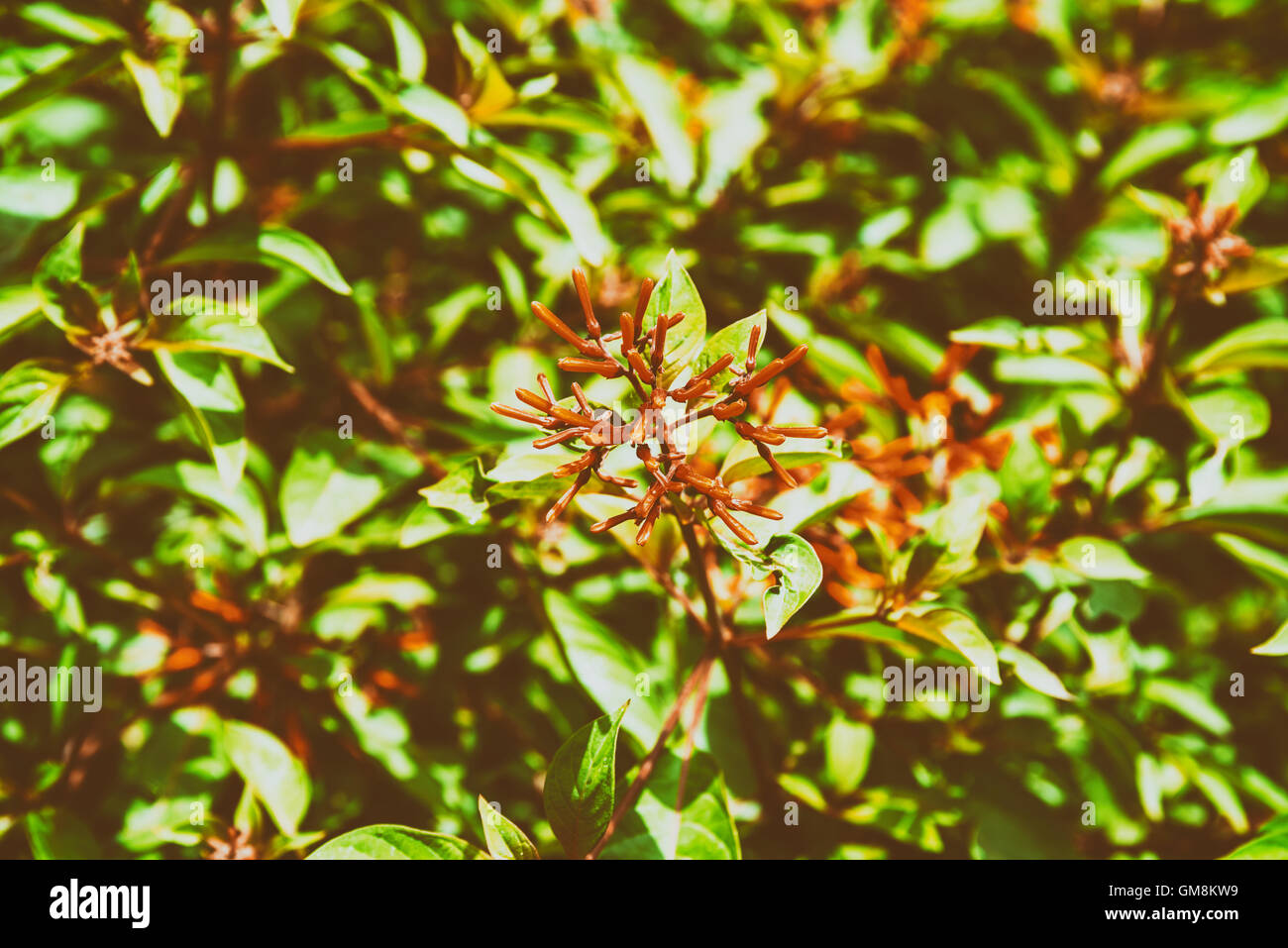 Firebush ou Hummingbird (Bush Hamelia Patens) Flower Banque D'Images