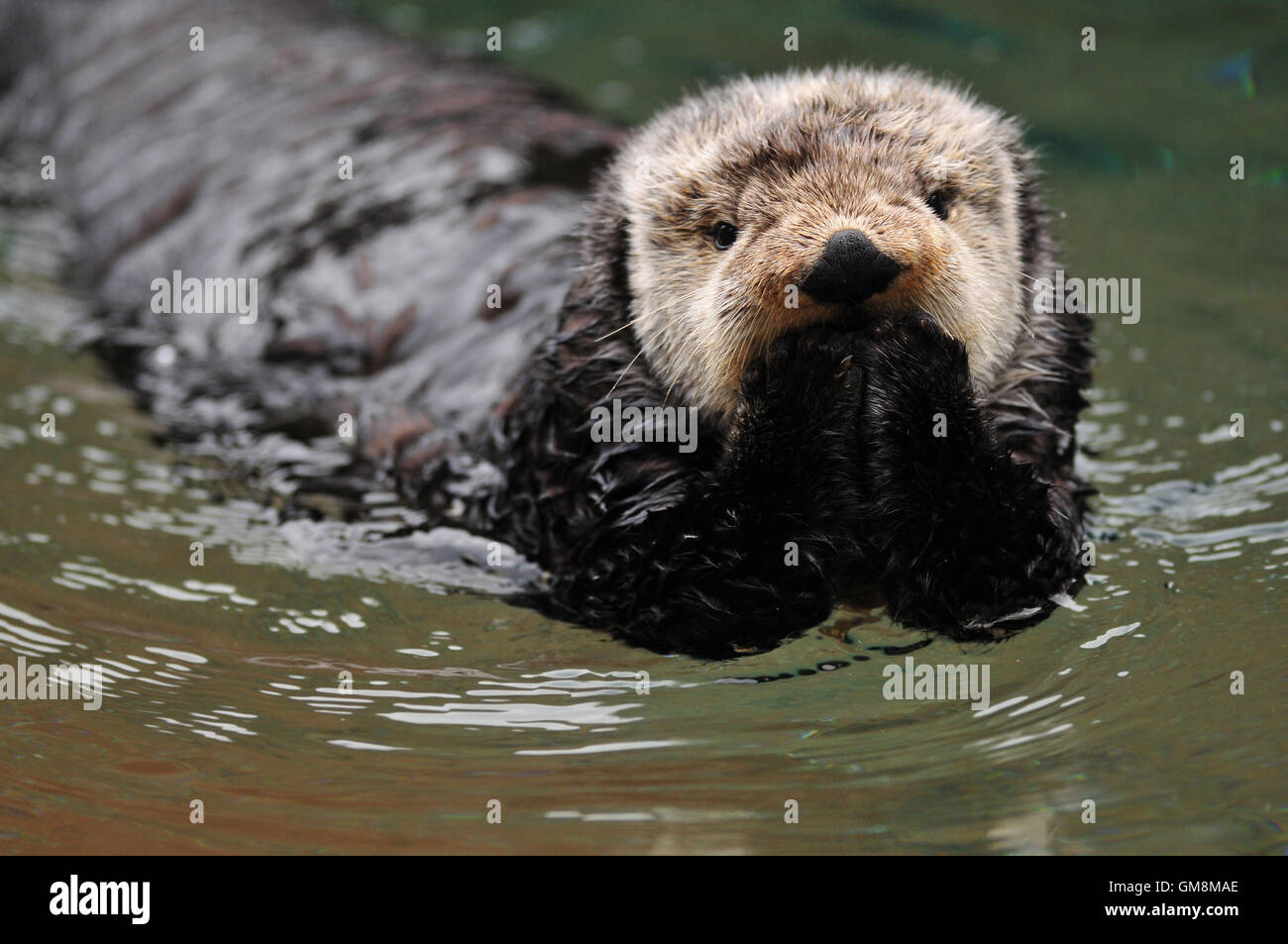 Oops I did it again Banque D'Images Oops I did it again Banque D'Images