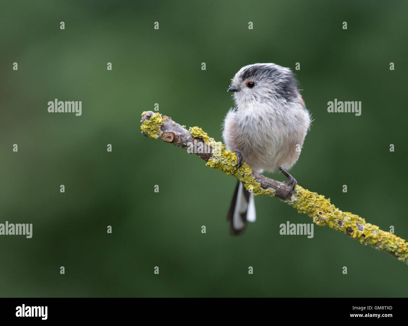 Une Mésange à longue queue sur une branche couverte de lichen. Banque D'Images