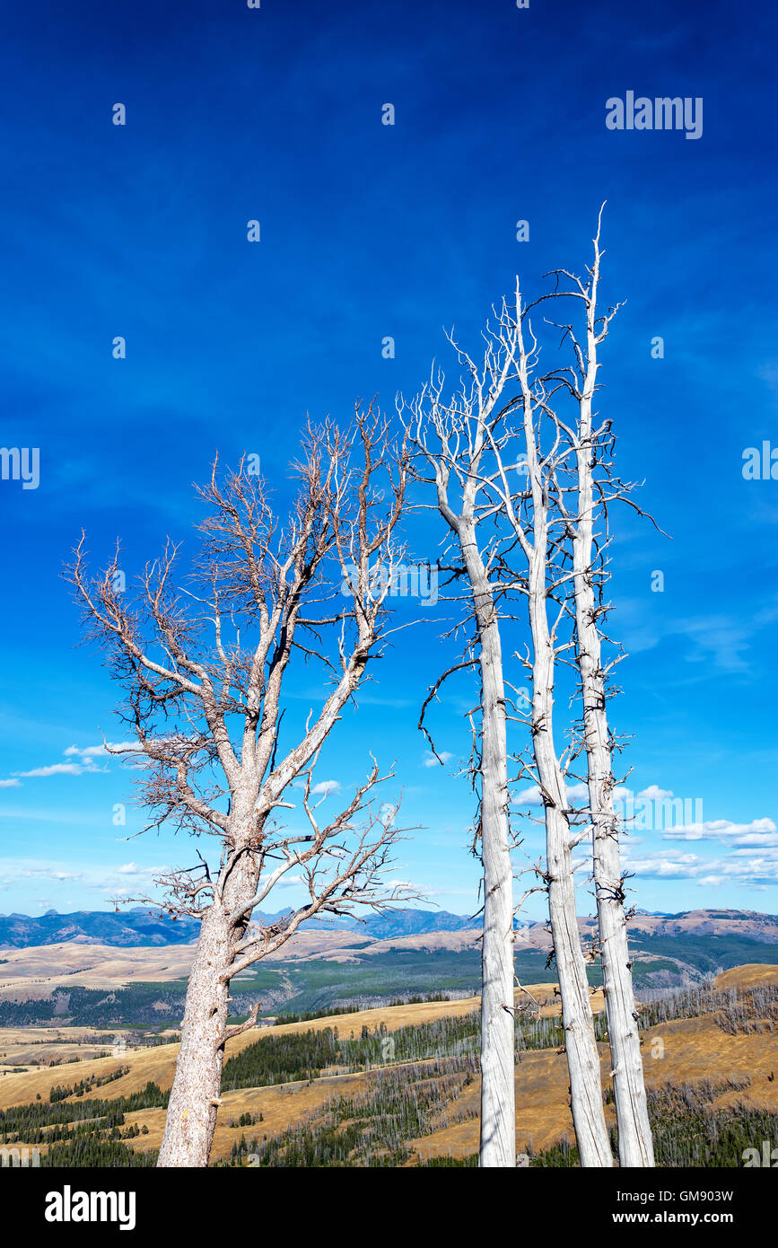 Les arbres morts et paysage près de Mont Washburn, dans le Parc National de Yellowstone Banque D'Images