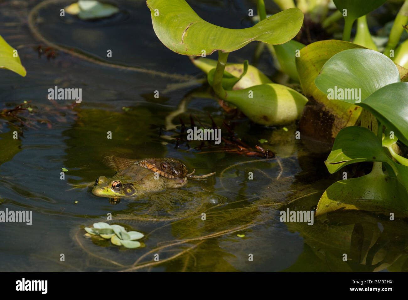 Couleuvre d'eau (Nerodia sipedon, manger la grenouille verte, Lithobates clamitans, parmi les jacinthes d'eau exotiques, Washington Distri Banque D'Images