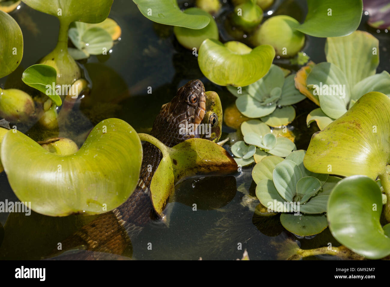 Couleuvre d'eau (Nerodia sipedon, manger la grenouille verte, Lithobates clamitans, parmi les jacinthes d'eau exotiques, Washington Distri Banque D'Images
