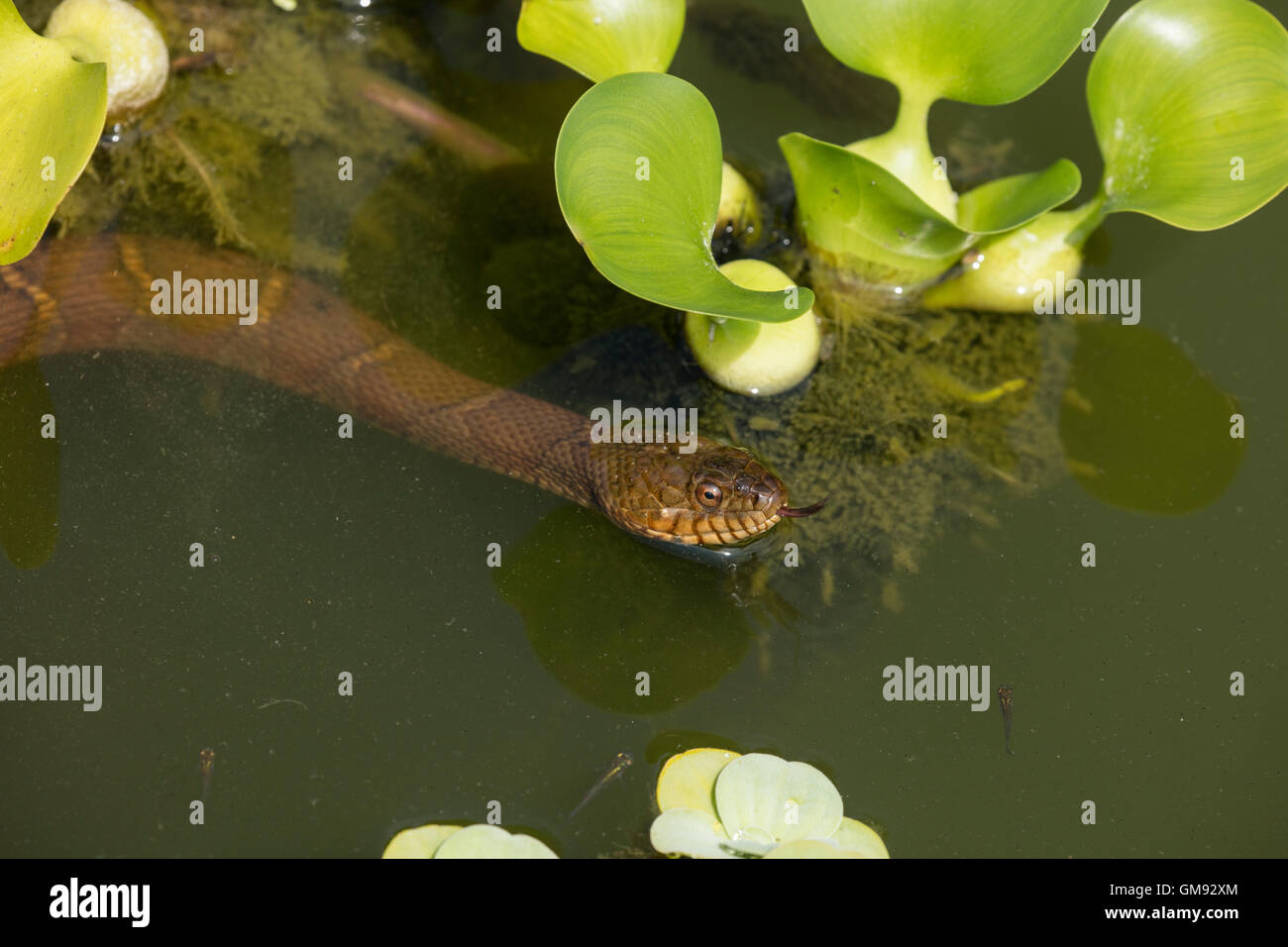 Couleuvre d'eau (Nerodia sipedon, Washington, District de Columbia Banque D'Images