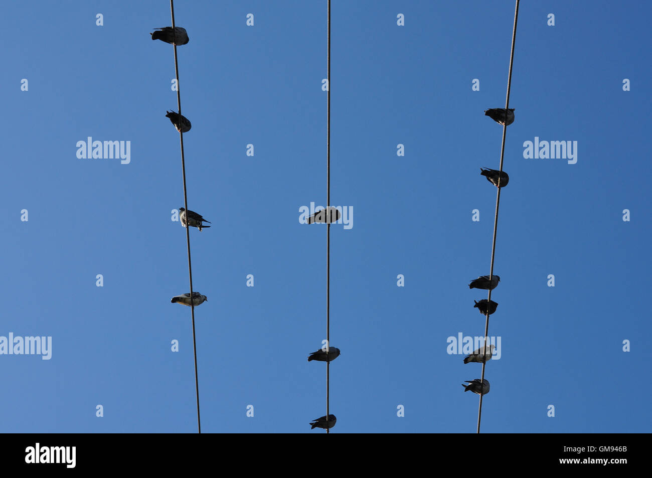 Oiseaux Pigeon assis sur un fil sous ciel bleu clair. Abstrait d'arrière-plan. Banque D'Images Oiseaux Pigeon assis sur un fil sous ciel bleu clair. Abstrait d'arrière-plan. Banque D'Images