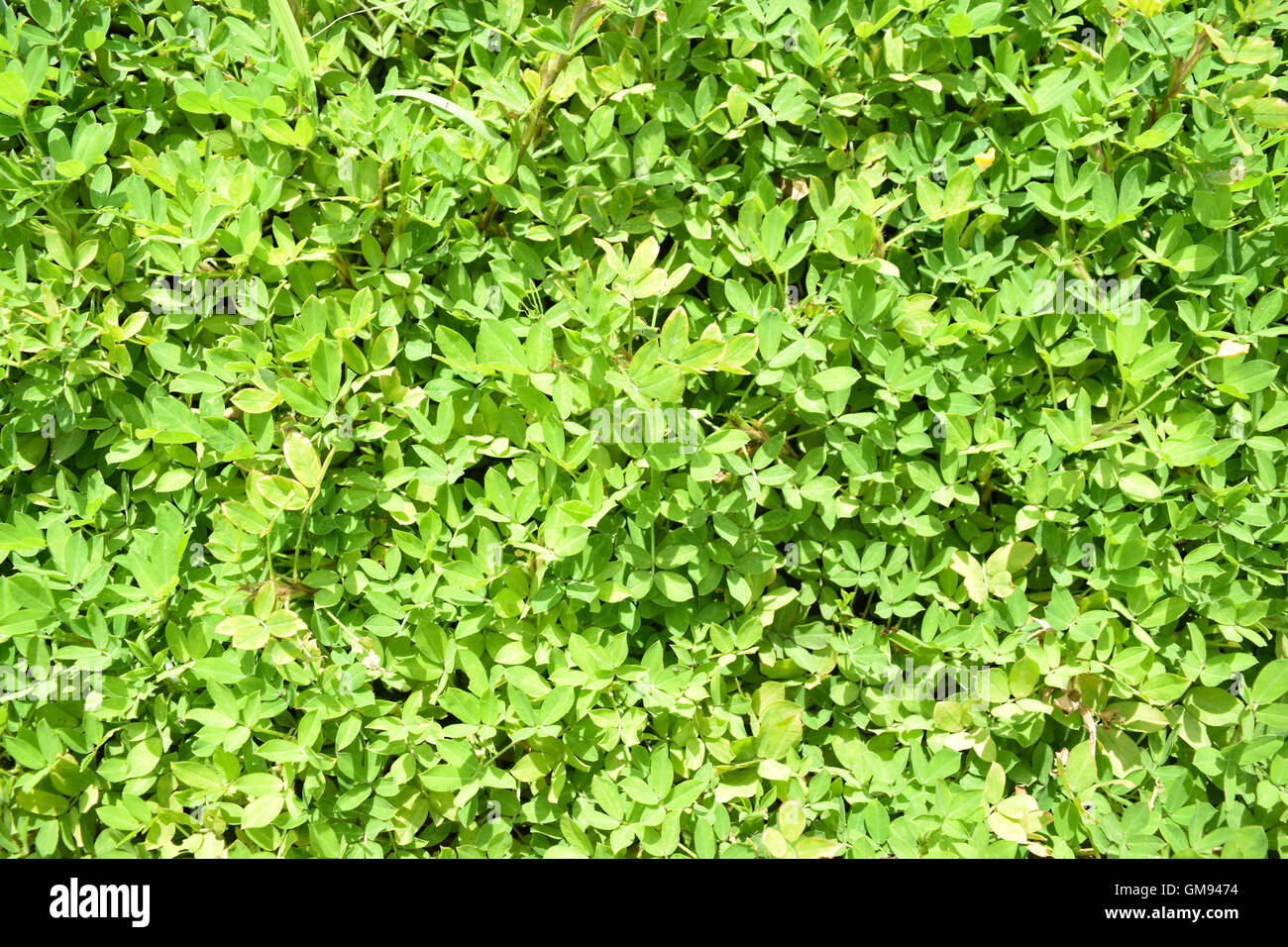 Plante de couleur naturelle Banque D'Images