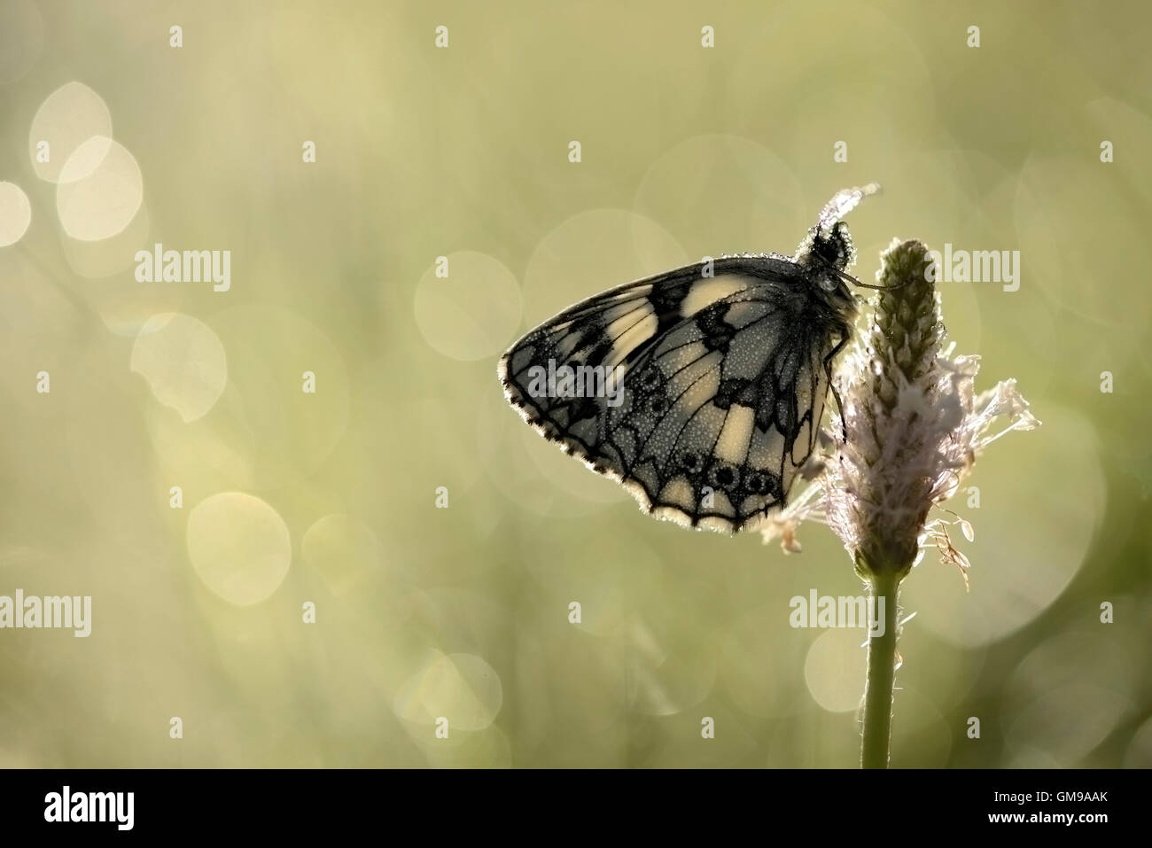 Marbré de blanc accroché sur blossom Banque D'Images