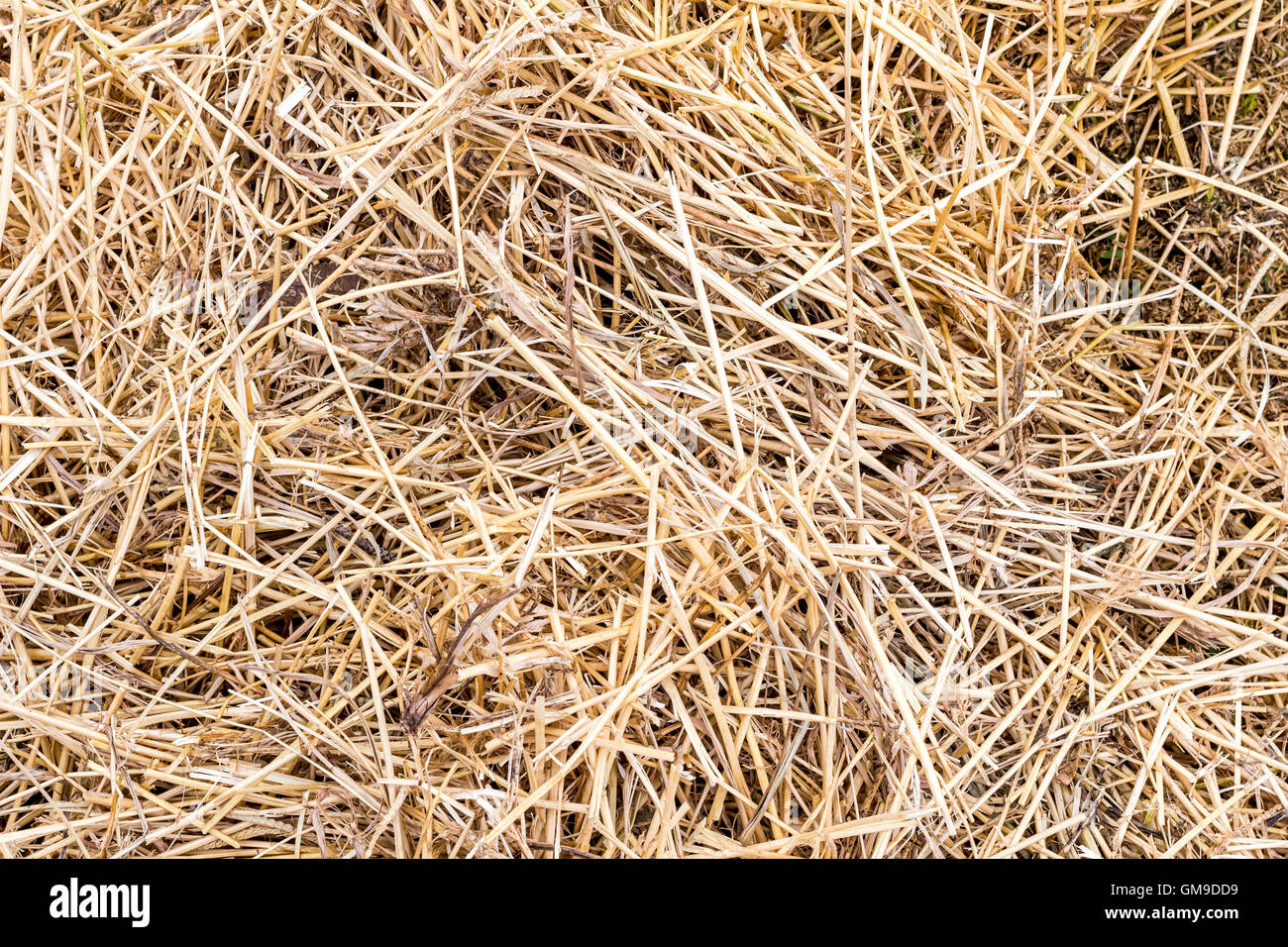 Photo de hay texture background close up Banque D'Images