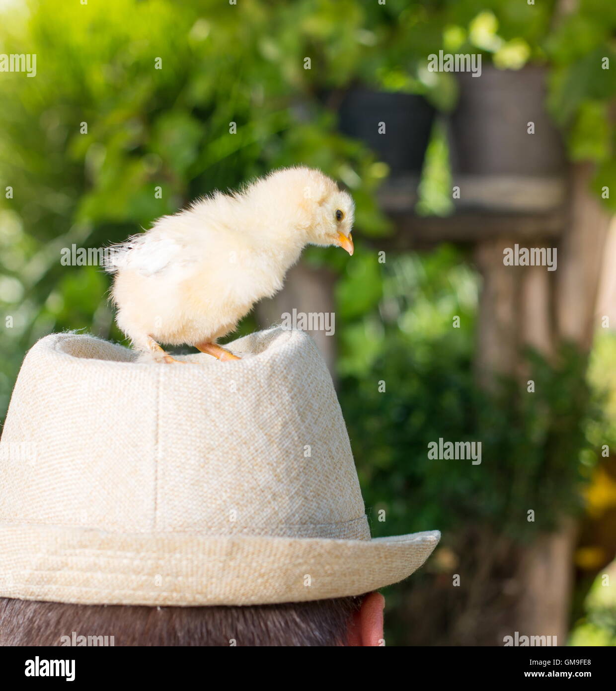 Chapeau de poulet Banque de photographies et d'images à haute résolution -  Alamy