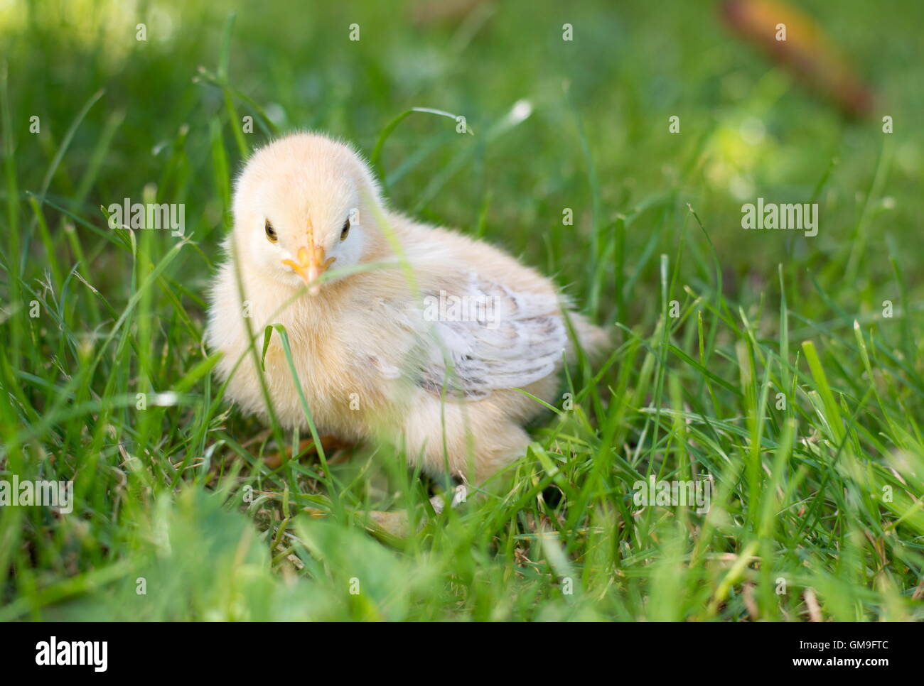 Baby Chicken walking on Green grass Banque D'Images