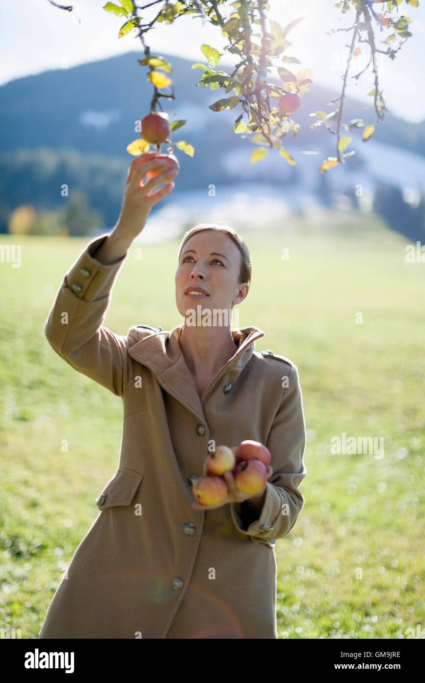 L'Autriche, Salzburger Land, Maria Alm, Mature Woman picking apples from tree Banque D'Images